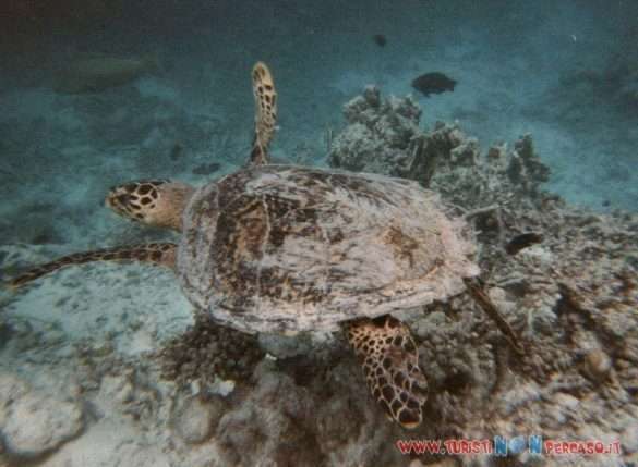 Tartaruga maldive