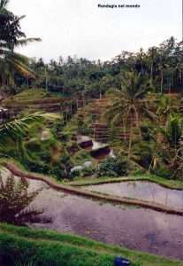 Indonesia fai da te