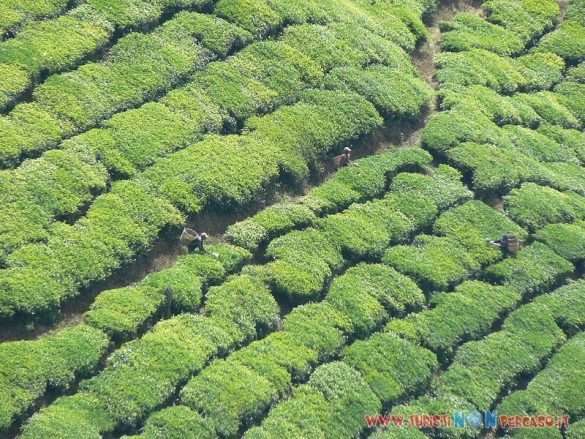 Piantagioni di tè sulle colline delle Cameron Highlands