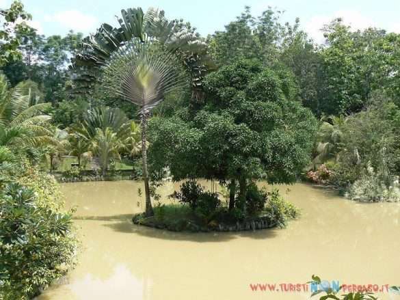 Malesia Sabah Borneo