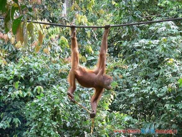 BORNEO SABAH