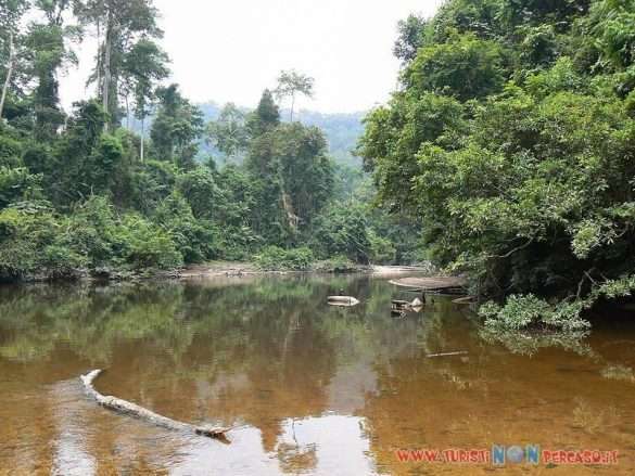 Foresta pluviale del Taman Negara in Malesia