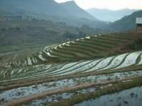 risaie-vietnam