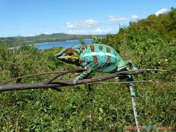 Camaleonte del Madagascar a Nosy Be
