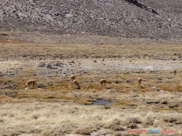 Arica laguna Chungara