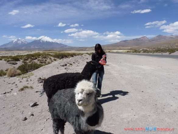 Arica laguna Chungara