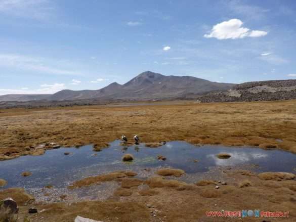 Arica laguna Chungara