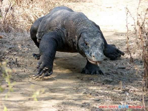 Drago di Komodo sull'isola di Komodo in Indonesia