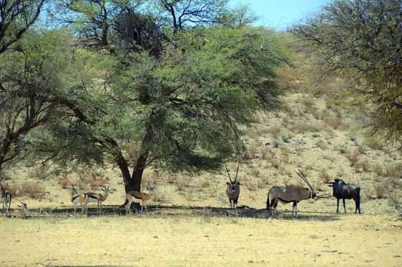 Sudafrica