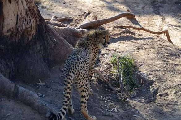 Sudafrica
