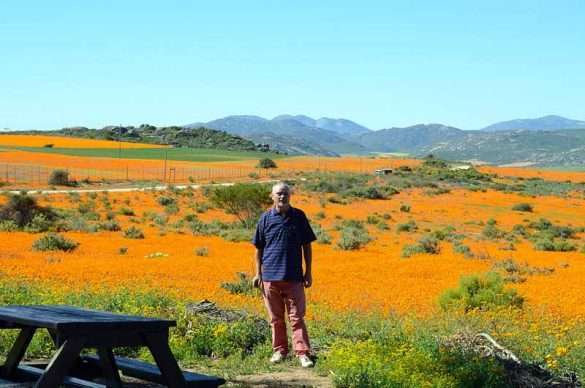 Fioritura primaverile in Sudafrica