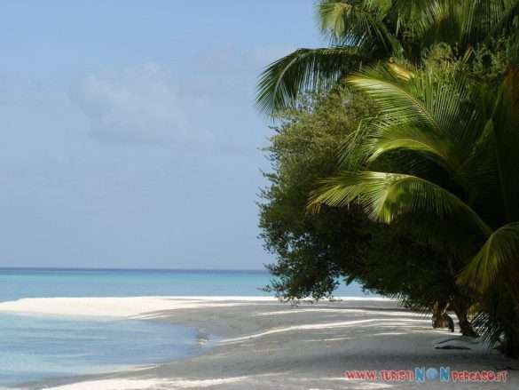 Maldive Alimatha