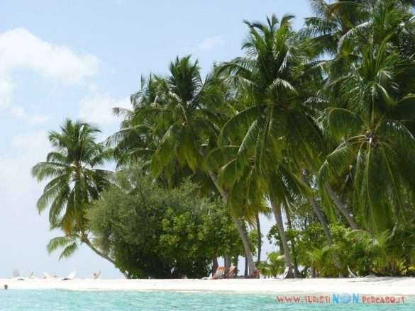 Maldive Alimatha