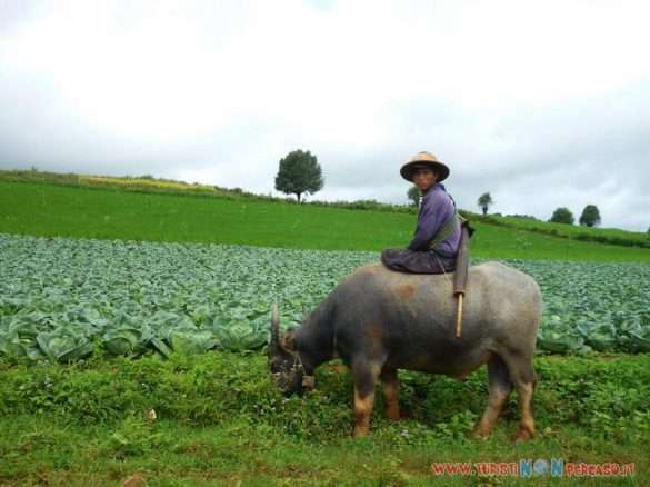Myanmar Birmania