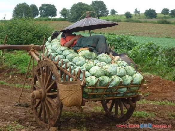 Coltivazioni di aglio nella campagna di Pindaya