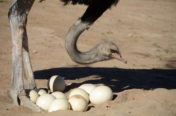 Foto Sud Africa