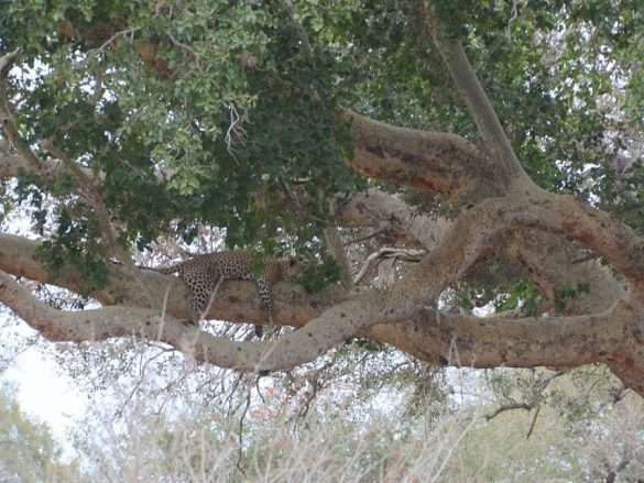 Foto Sud Africa