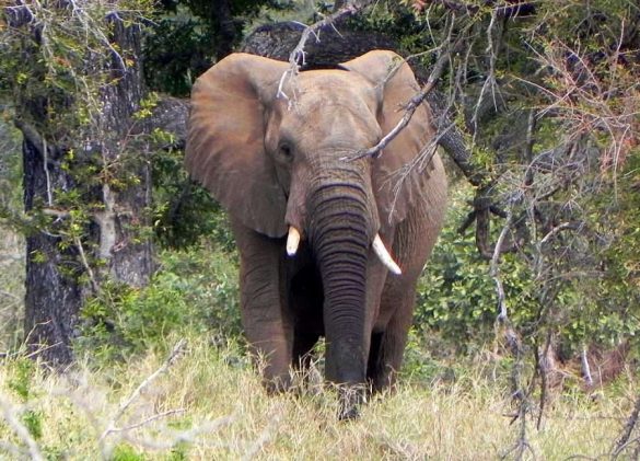 Elefante nel Sud Africa
