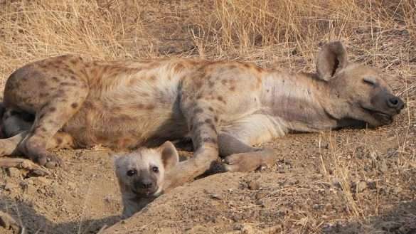 Foto Sud Africa