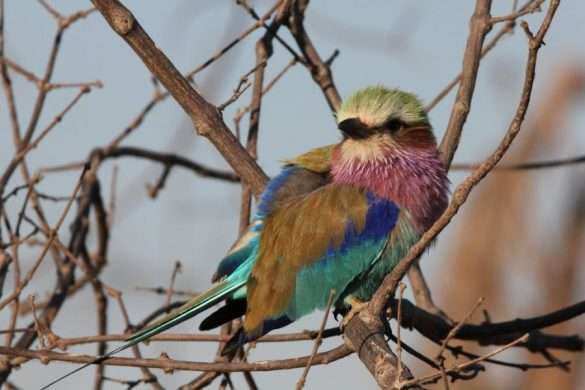Foto Sud Africa
