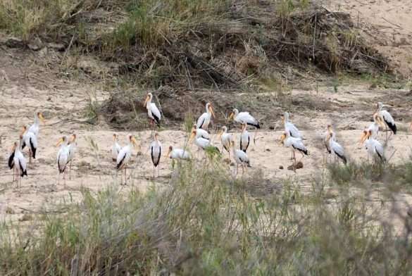 Foto Sud Africa