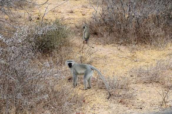 Foto Sud Africa