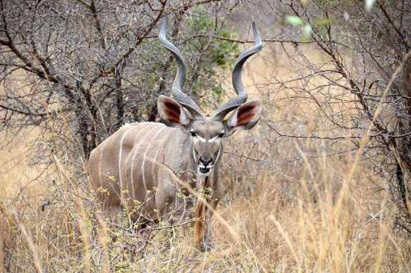 Foto Sud Africa