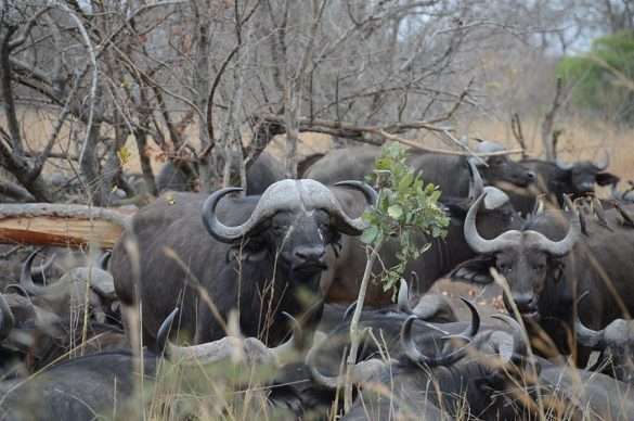 Foto Sud Africa