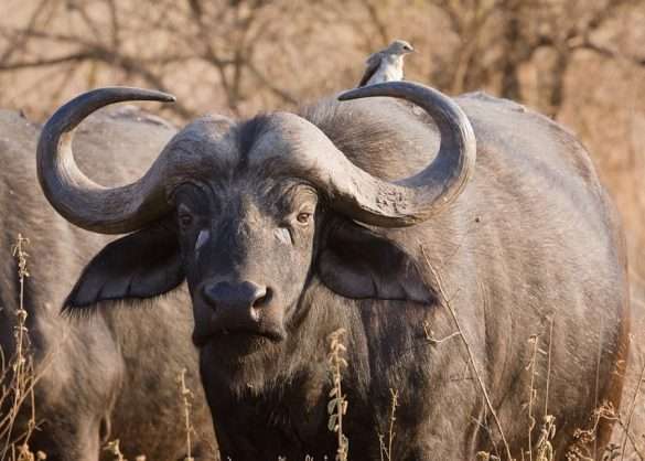 Foto Sud Africa
