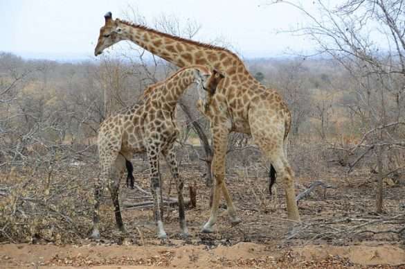 Foto Sud Africa