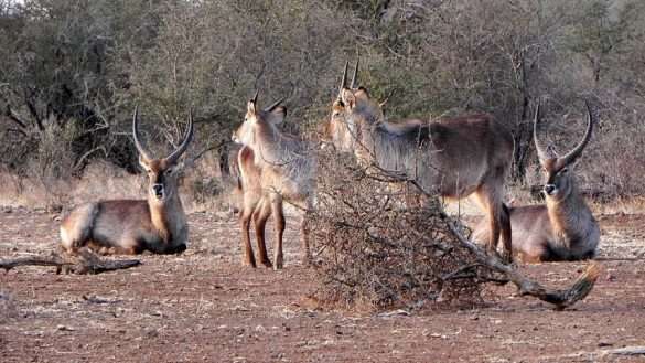 Foto Sud Africa