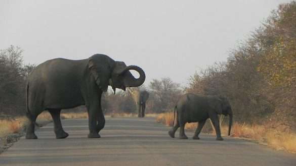 Foto Sud Africa