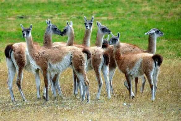 Foto Cile Patagonia