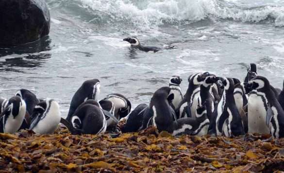 Foto Cile Patagonia