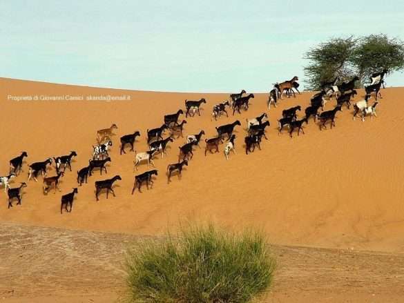 Mauritania