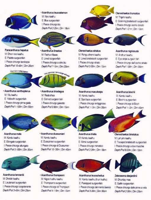 maldive alimathà