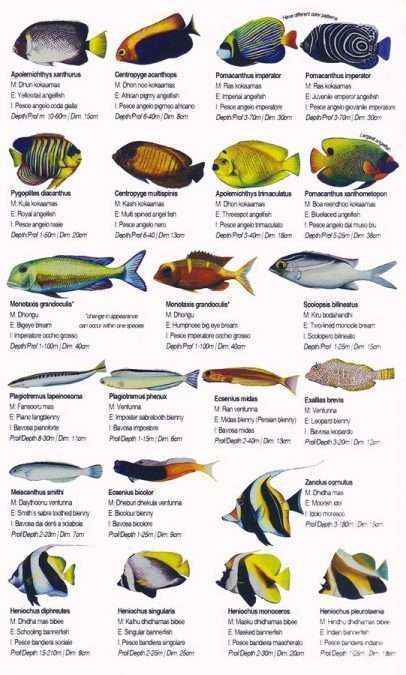 Makunudu