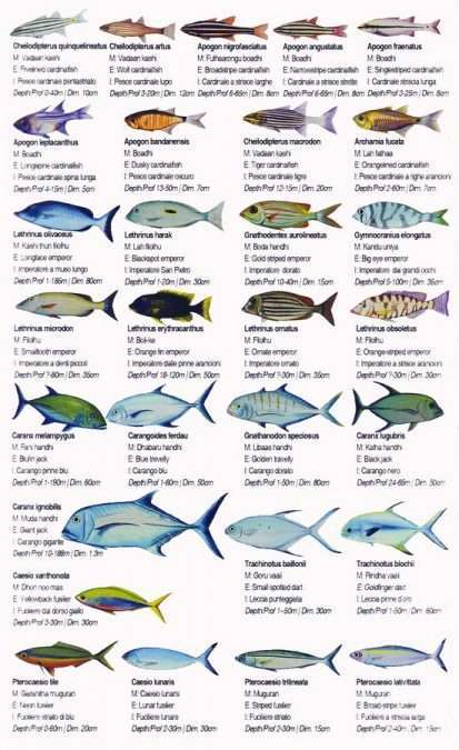 maldive alimathà