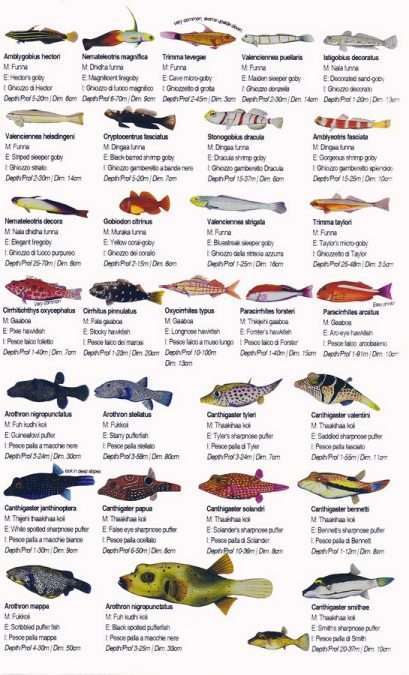 maldive alimathà