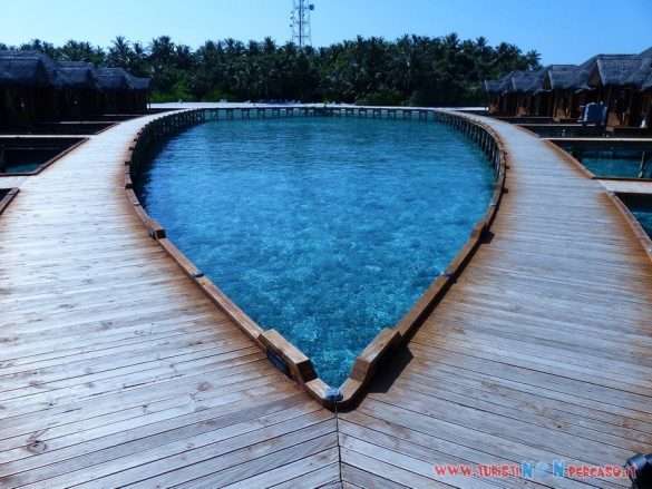 Maldive Fihalhohi