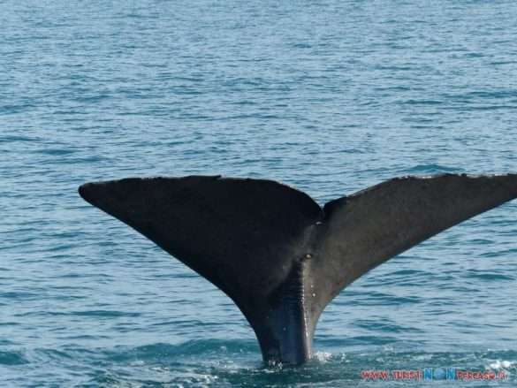 balene Kaikoura