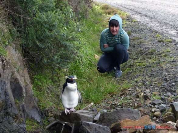 Oamaru e Dunedin nell'Isola del Sud della Nuova Zelanda
