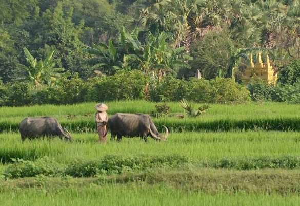 Viaggio in Myanmar