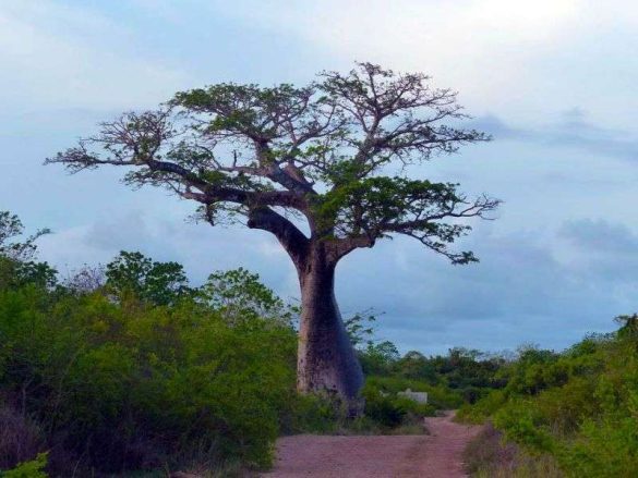 Kenya Chale Island