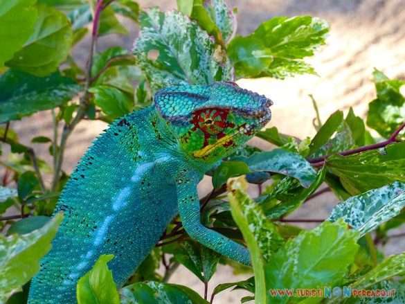 Madagascar Amarina Nosy Be