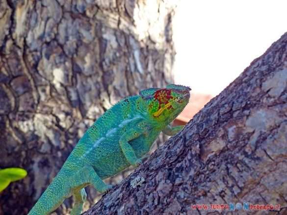 Madagascar Amarina Nosy Be