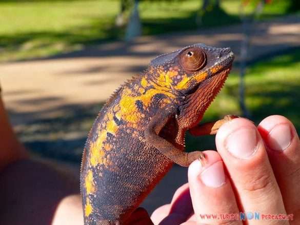 Madagascar Amarina Nosy Be