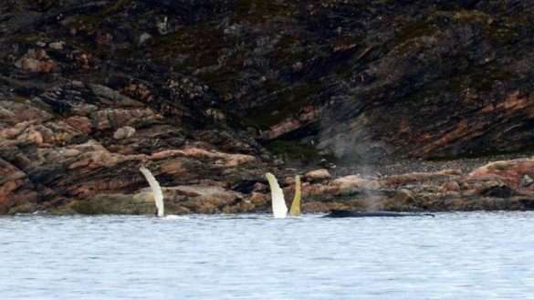 Mare Artico Groenlandia