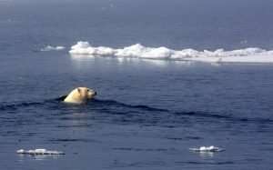l'orso polare