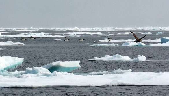 Mare Artico Groenlandia
